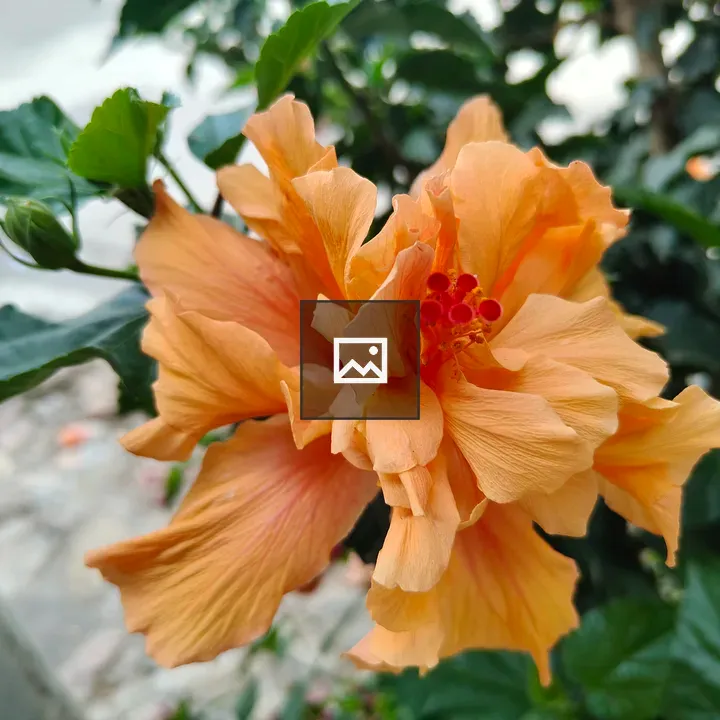 Orange hibiscus flower in green leaves