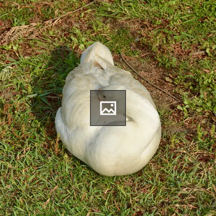 White duck resting on grass