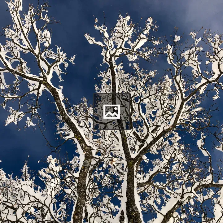 Snowy tree landscape