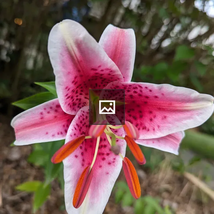 Pink Lily Close-up