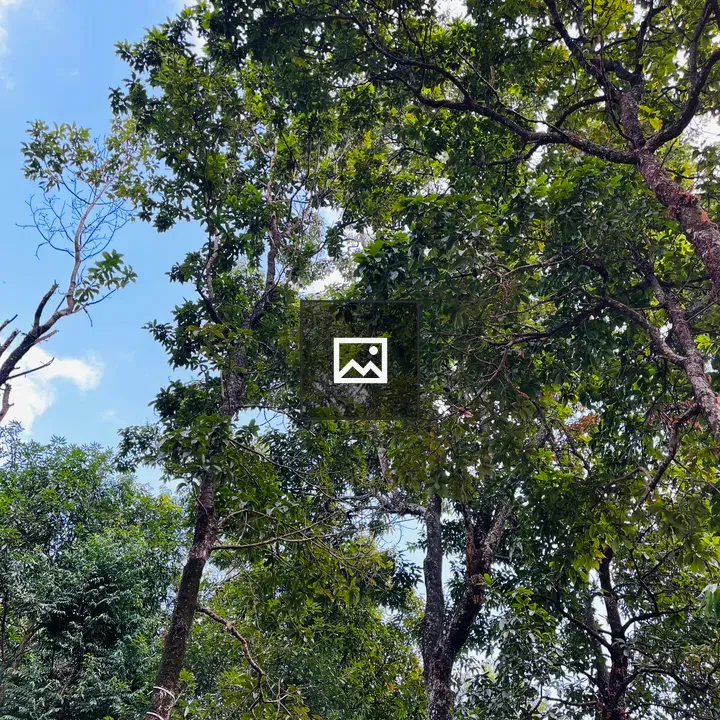 Tall trees with blue sky
