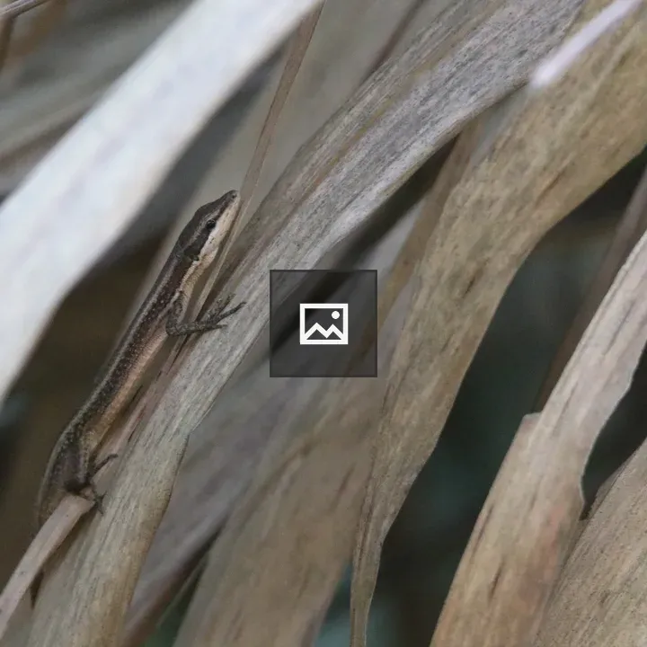 Grass lizard among dry grasses