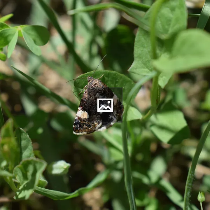 Butterfly on Leaf