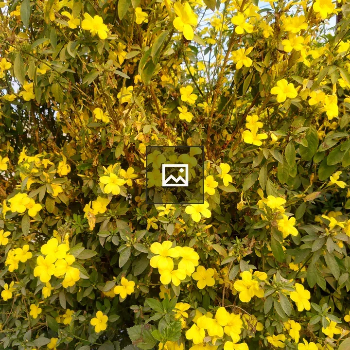 Dense bush with yellow flowers