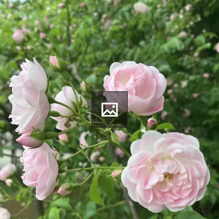 Close-up pink roses in bloom