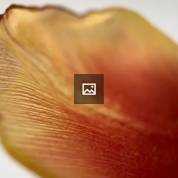 Tulip Petal Curling Up