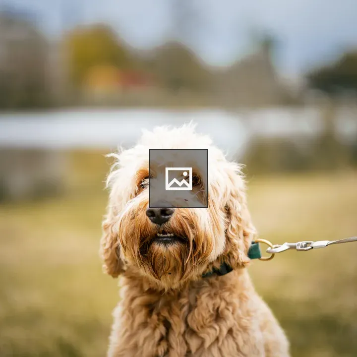 Portrait Labradoodle by a Dutch Lake