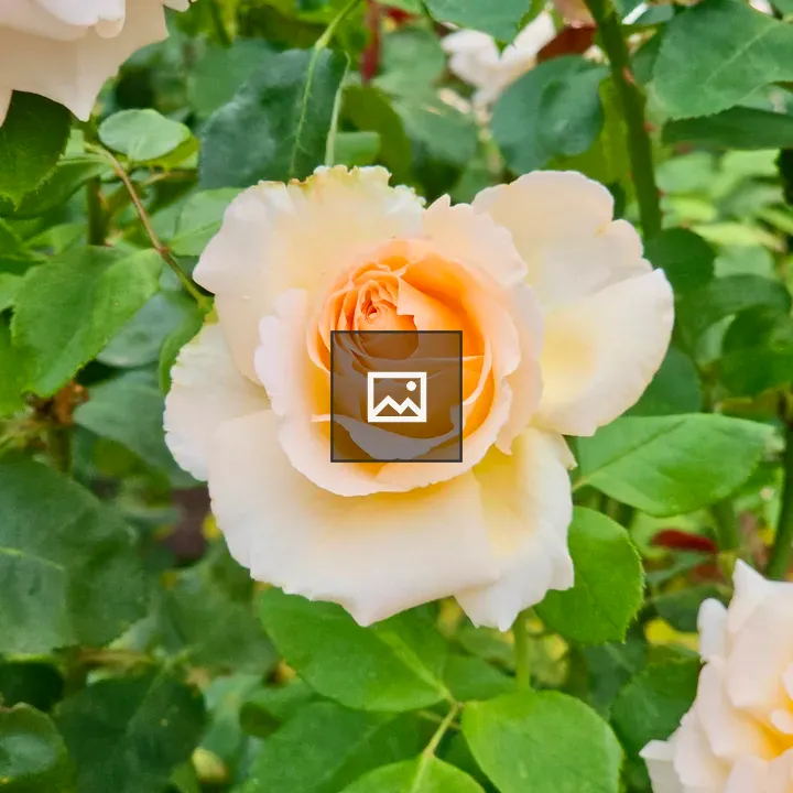 Cream-yellow Rose in Bloom