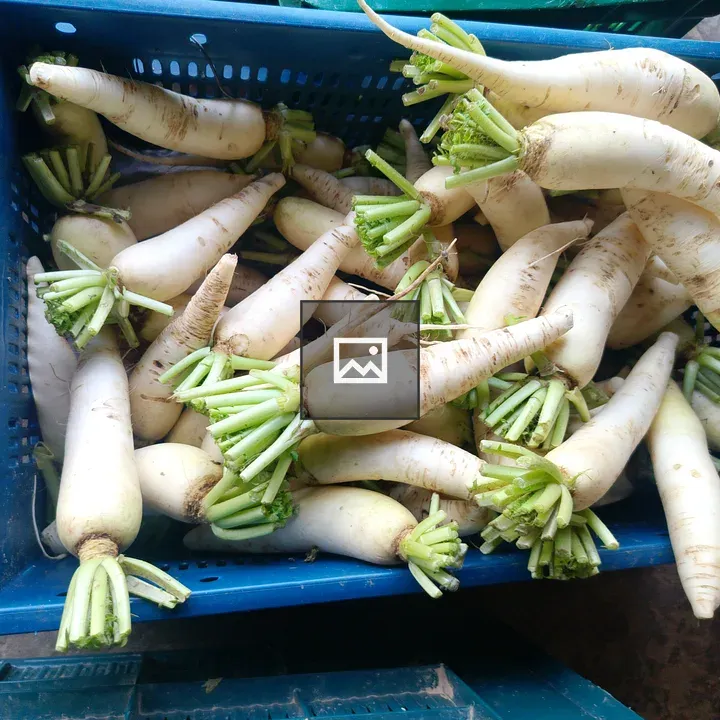 Blue Basket of White Radishes
