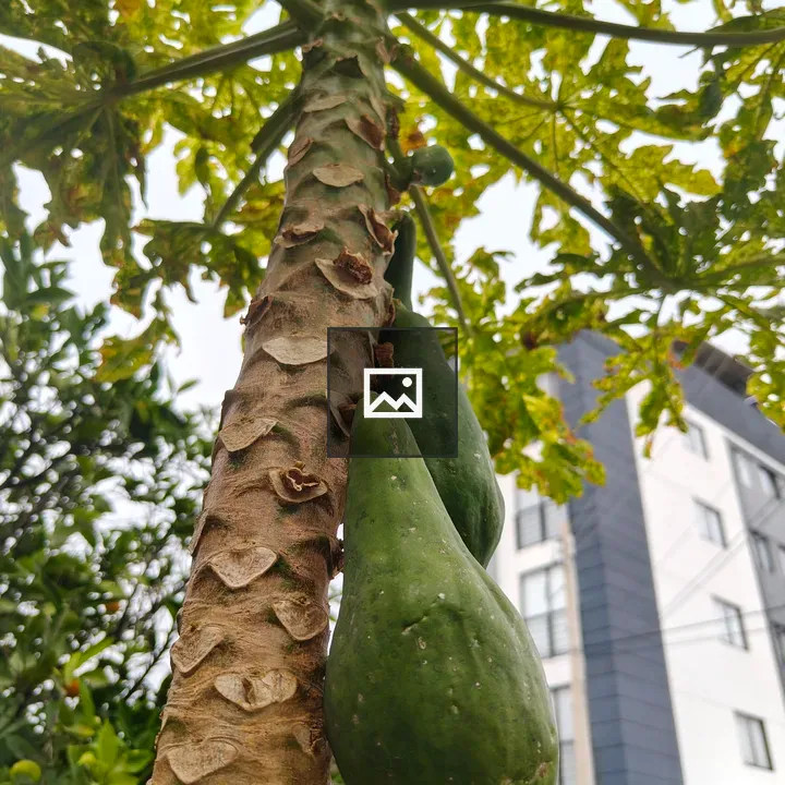 Papayas on a Tall Tree