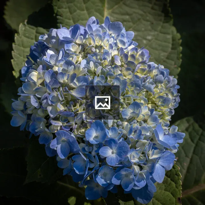 Hydrangea close-up bloom