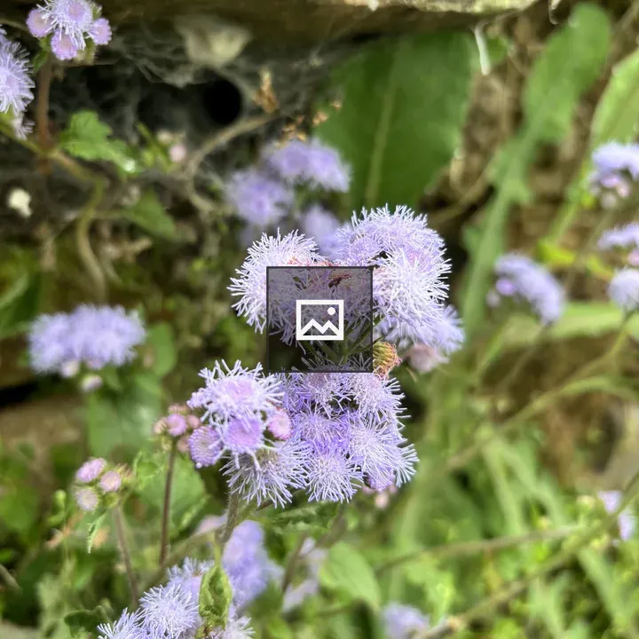 Purple flower cluster among green foliage