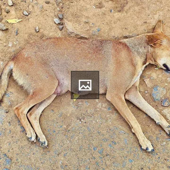 Dog sleeping in Indian street