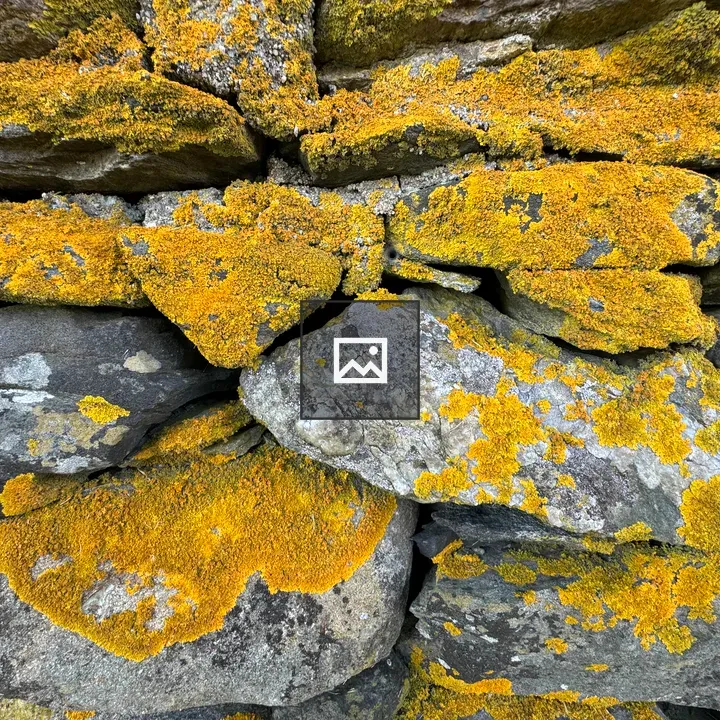 Stone Wall Lichen Close-Up