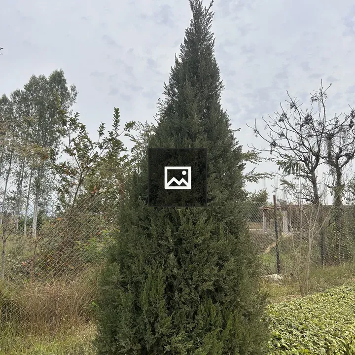 Tall evergreen tree in garden