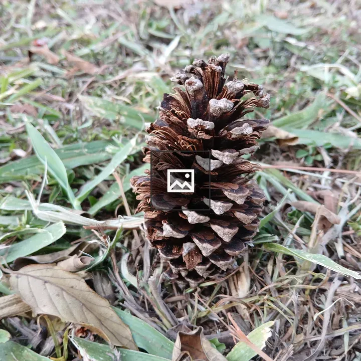 Pine cone on grass and leaves