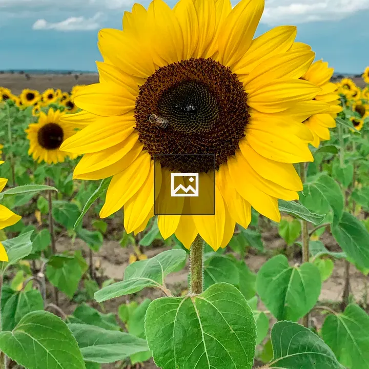 Sunflower with bee in field