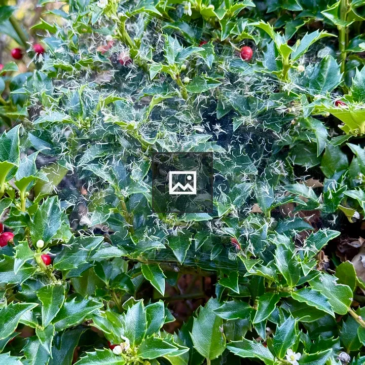 Spider web on holly leaves