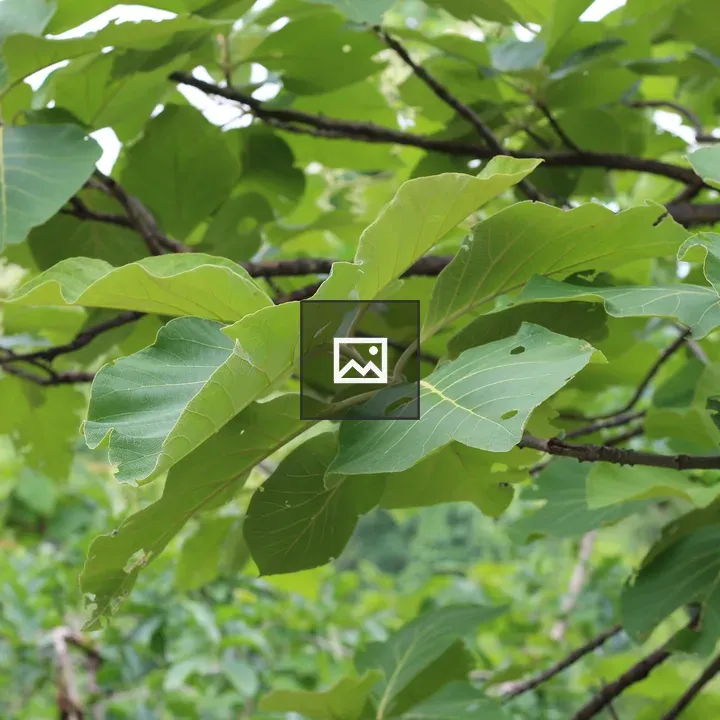 Leaves on a Branch