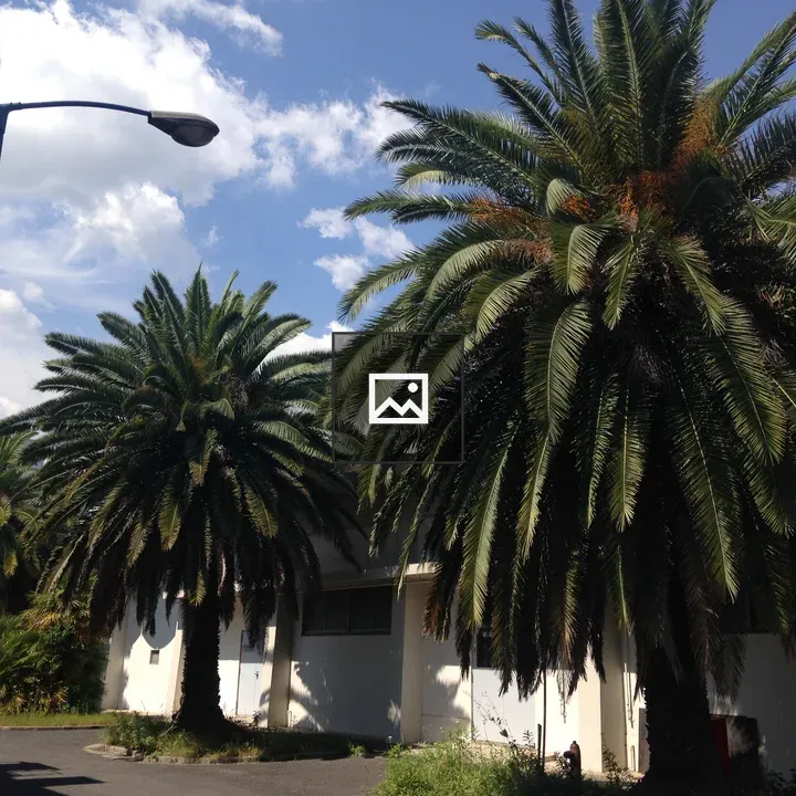 Lined up palm trees