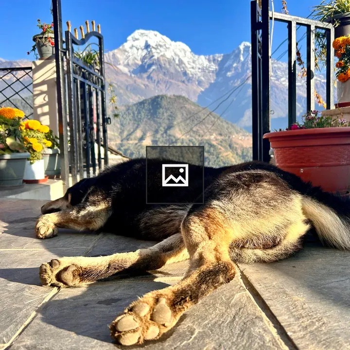 Black dog napping outdoors