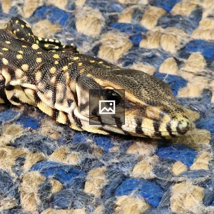 Argentine tegu resting on mat