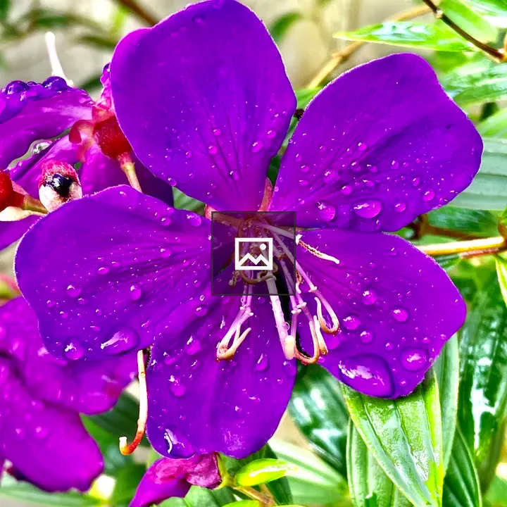 Pleroma semidecandrum Flower