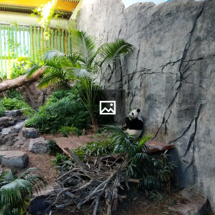 Panda at Calgary Zoo