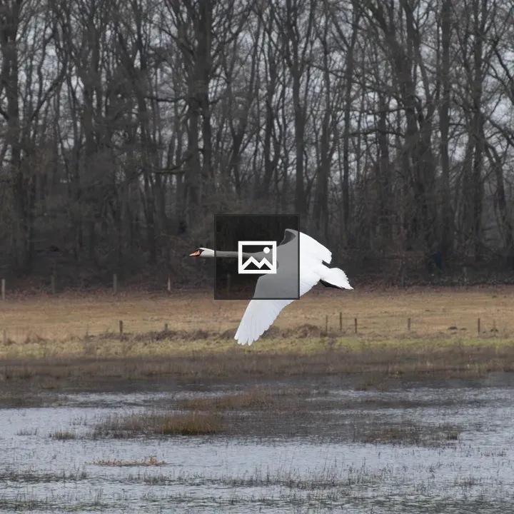White Swan in Flight