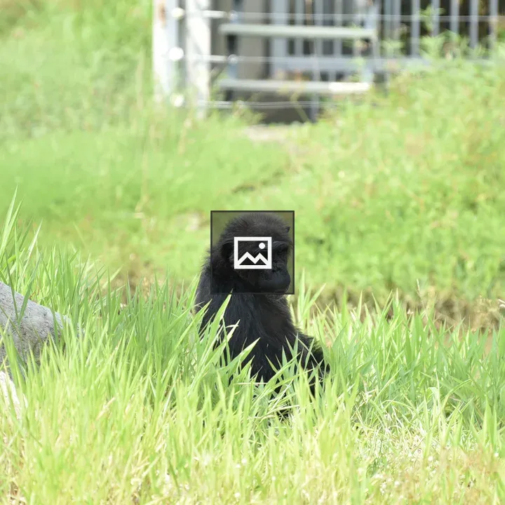 Chimpanzee Portrait in Thailand