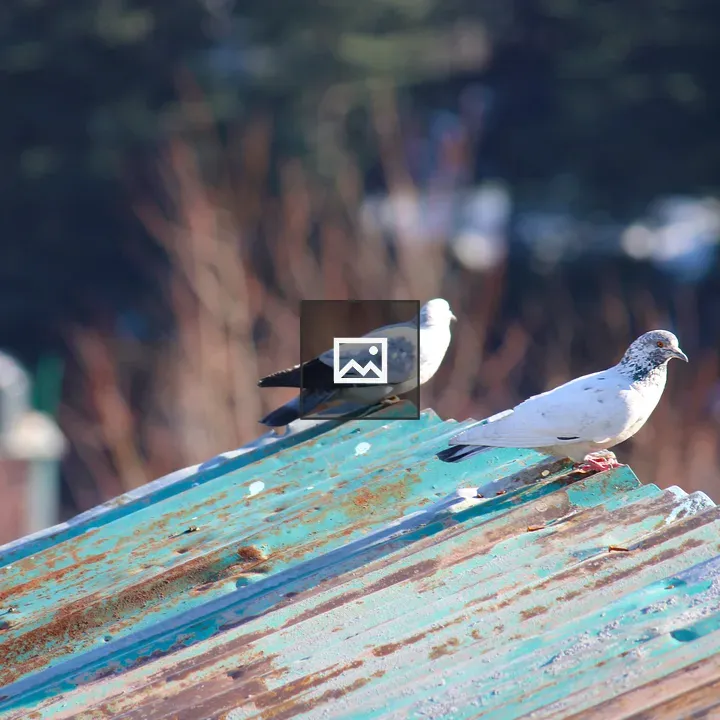 Pigeon pair resting in air swing