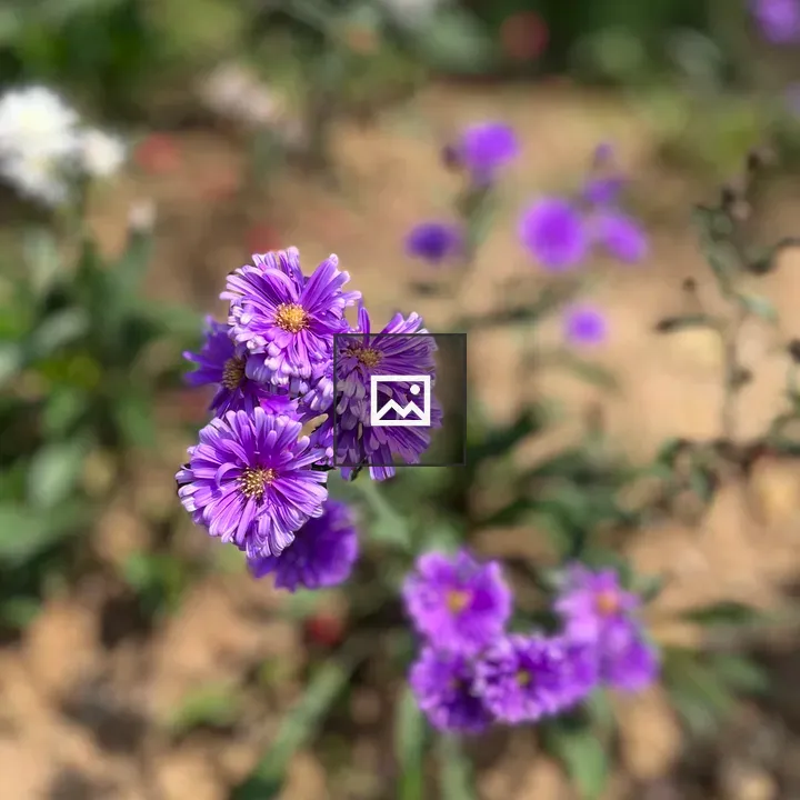 Purple flowers with yellow centers