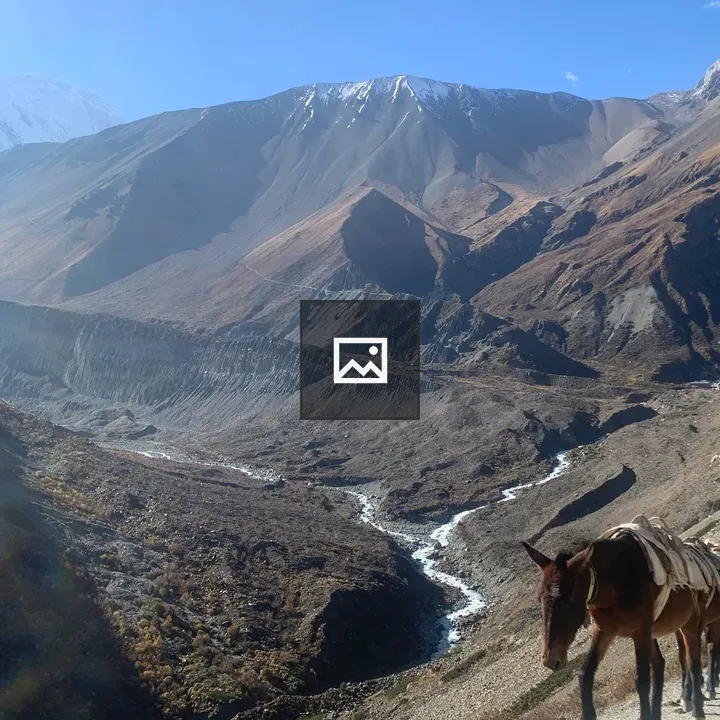 Brown horse on gravel path