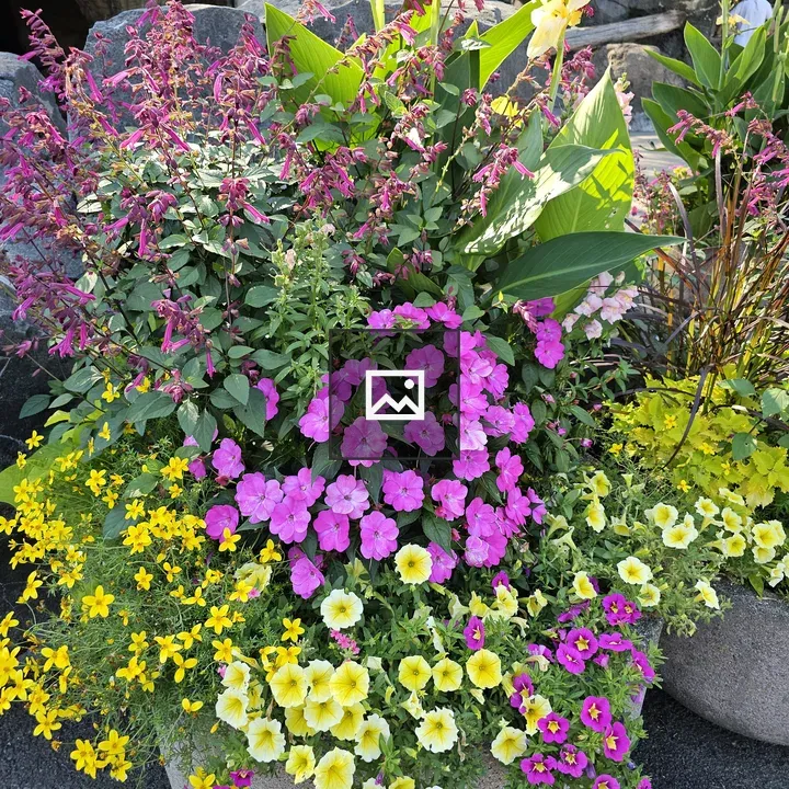 Colorful flowers in cement planter