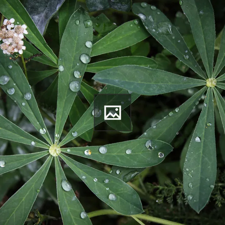Water droplets on leaves