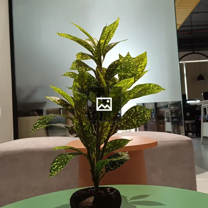 Potted variegated plant