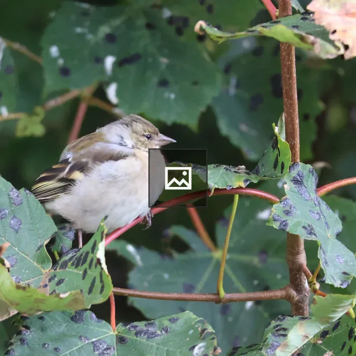 Fledgling Chaffinch among leaves