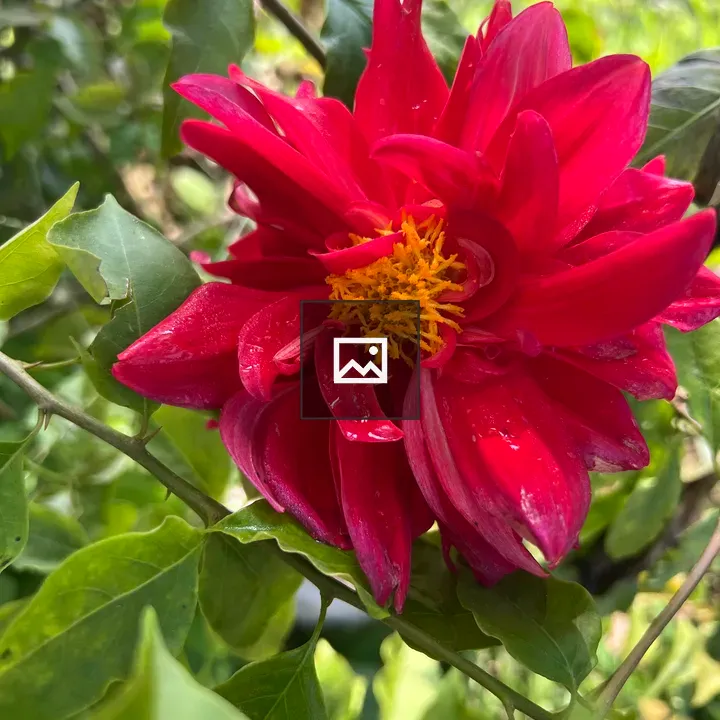 Red dahlia with bougainvillea