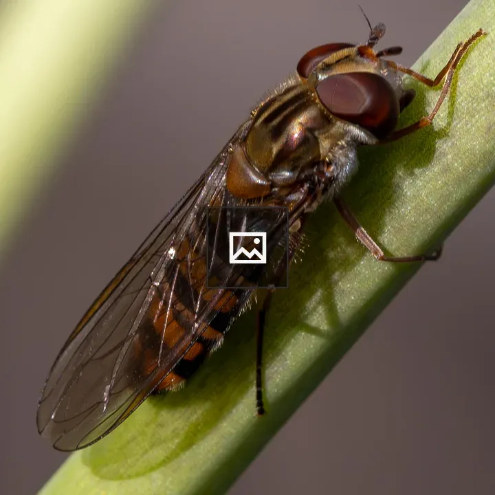 Marmalade Hoverfly close-up