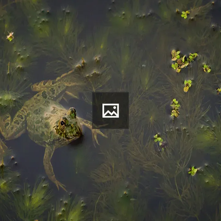 Curious frog above water