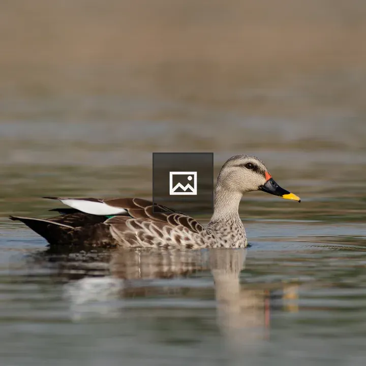 Indian Spot-billed Duck Swims