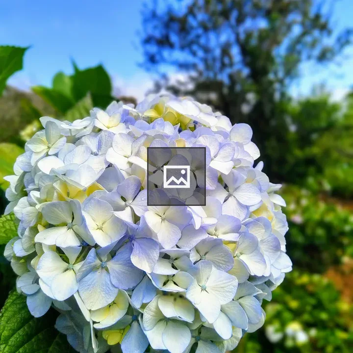 Hydrangea close-up cluster