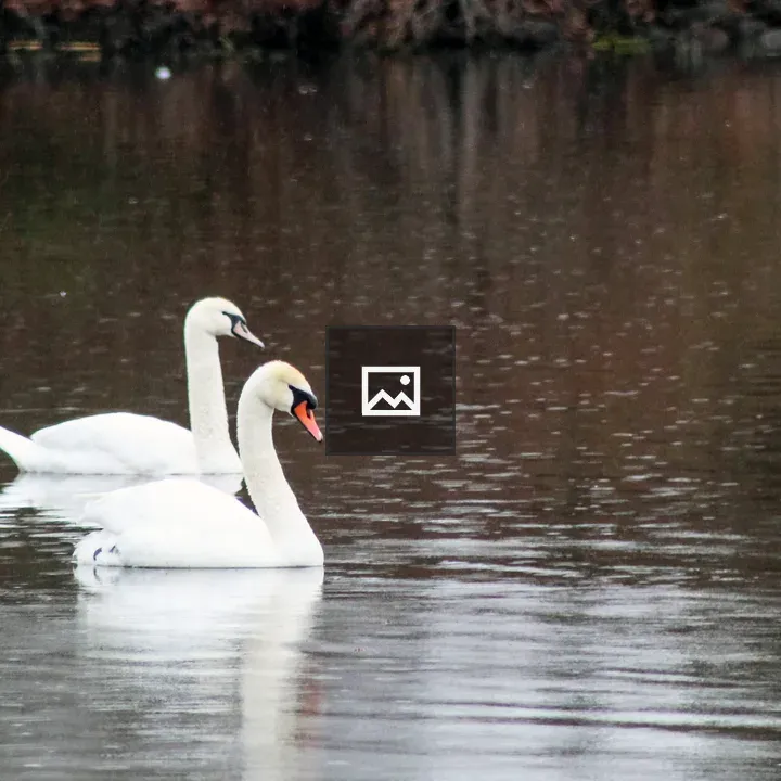 Mute Swans on a Pond