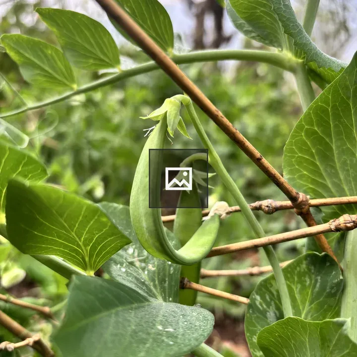 Green pea pods on vine