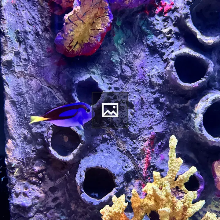 Blue tropical fish underwater scene