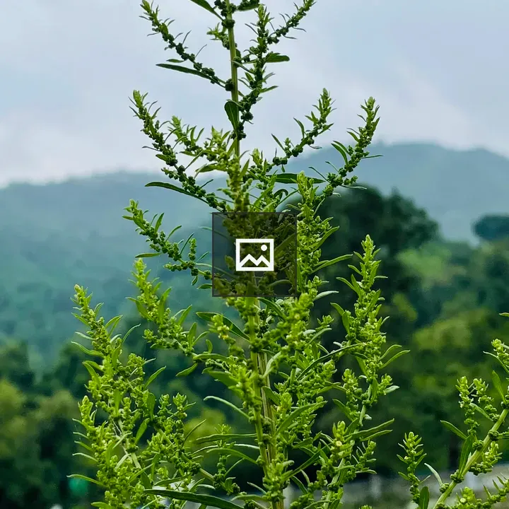 Close-up of green plant