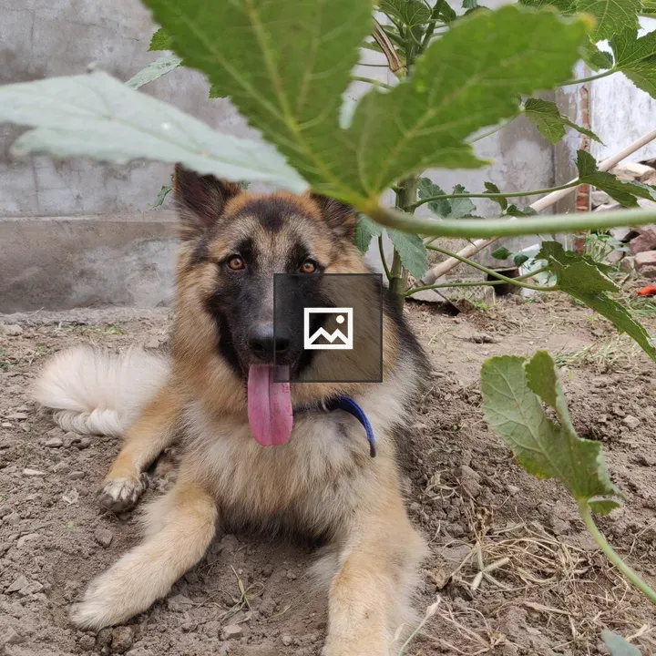 German Shepherd Resting