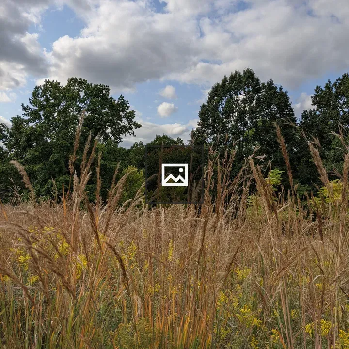 Very tall grass on a hill