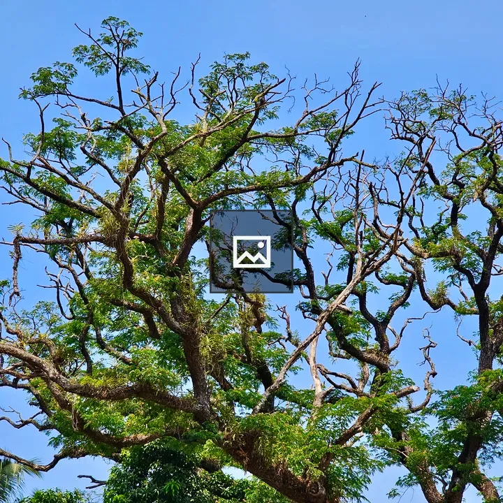 Samanea saman tree in Kerala