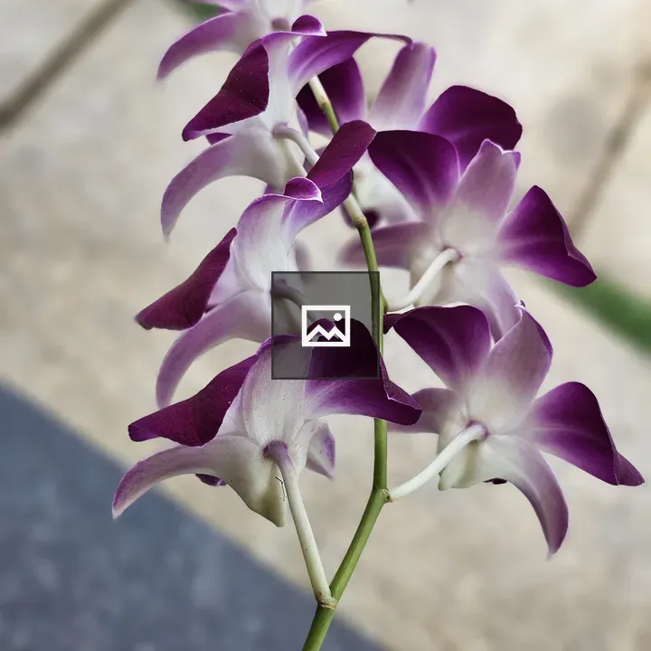 Orchid flowers on green stem